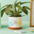 Hallmark Gifts - Never Outgrow My Love Planter Handprint Kit