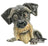 Pets With Personality - Little Paws - Zak Schnauzer