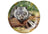 Ashdene Fauna of Australia - Wombat & Lizard Trinket Dish