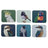 Ashdene Modern Birds - Assorted Coasters (Pack of 6)