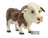 Pets With Personality - Bruce the Hereford Bull