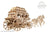 Ugears Wooden Model - Stagecoach