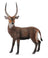 CollectA Wild Life - Waterbuck
