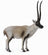 CollectA Wild Life - Chiru