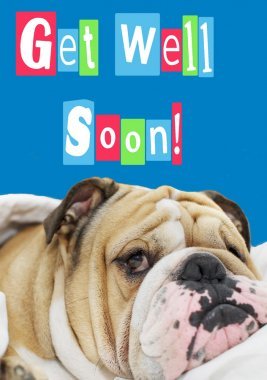 Greeting Card - Get Well Soon - Bulldog