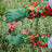 Annabel Trends Long Sleeve Gardening Gloves - Jungle Snake