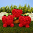 Palm Pals - Juicy Strawberry