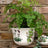 Portmeirion Botanic Garden - Flower Pot - 22cm Mixed Motifs