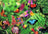 Blue Opal Puzzle - Garry Fleming Butterflies & Beetles 1000pc