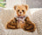 Charlie Bears - Charlie Year Bear 2026