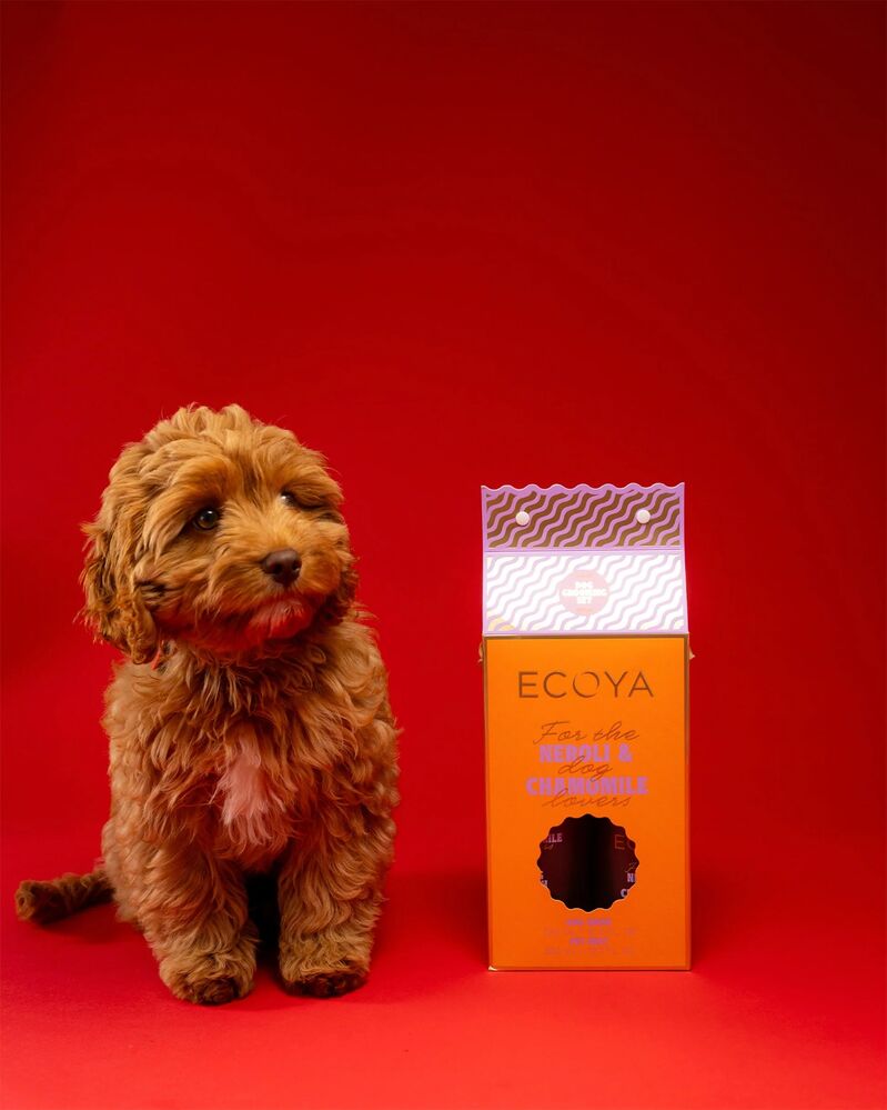 Ecoya Holiday Collection Dog Grooming Set