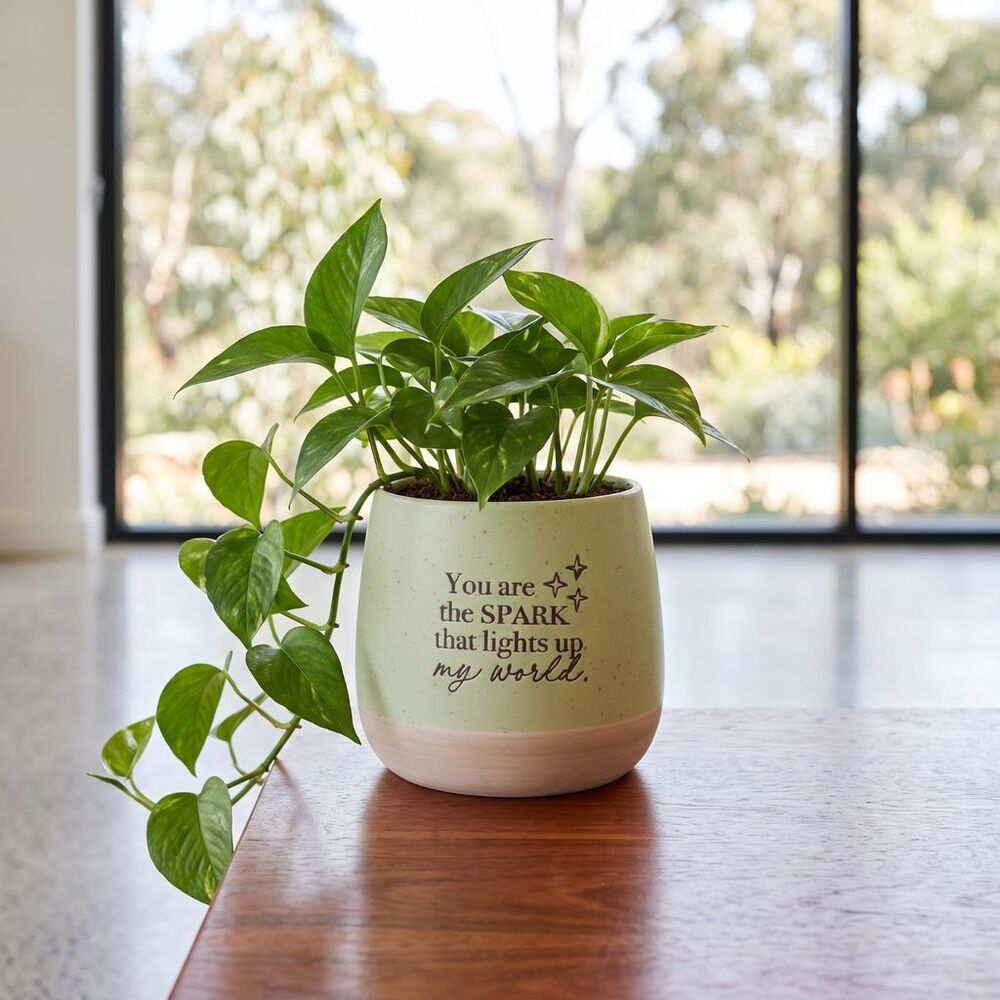 Splosh Whimsical Garden - Positive Pot World