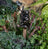 Jardinopia Cane Companion - Antique Bronze Frog On Bullrush