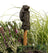 Jardinopia Cane Companion - Antique Bronze Hedgehog