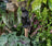 Jardinopia Cane Companion - Antique Bronze Moongazing Hare