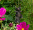 Jardinopia Cane Companion - Antique Bronze Wren On Tap