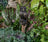 Jardinopia Cane Companion - Antique Bronze Barn Owl