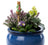 Jardinopia Cane Companion - Beatrix Potter: Mr. Tod