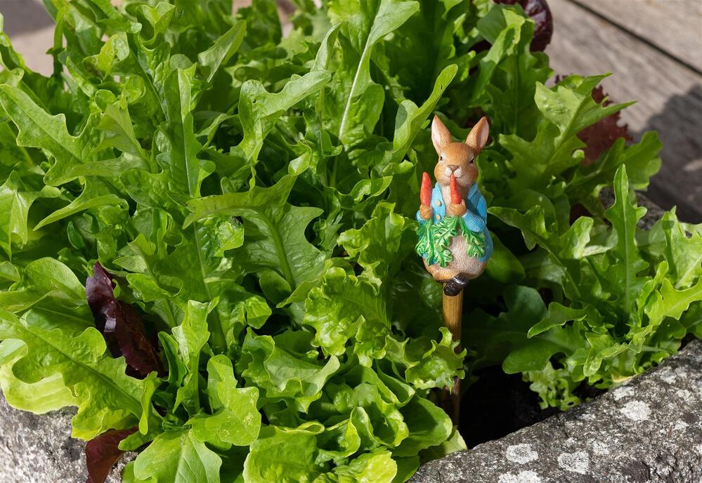 Jardinopia Cane Companion - Beatrix Potter: Peter Rabbit Eating Radishes