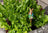 Jardinopia Cane Companion - Beatrix Potter: Peter Rabbit Eating Radishes