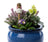 Jardinopia Cane Companion - Beatrix Potter: Mrs Tiggy Winkle