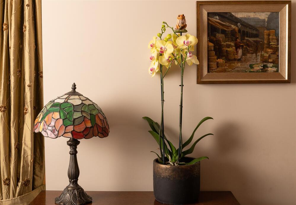 Jardinopia Cane Companion - Beatrix Potter: Mr Jeremy Fisher