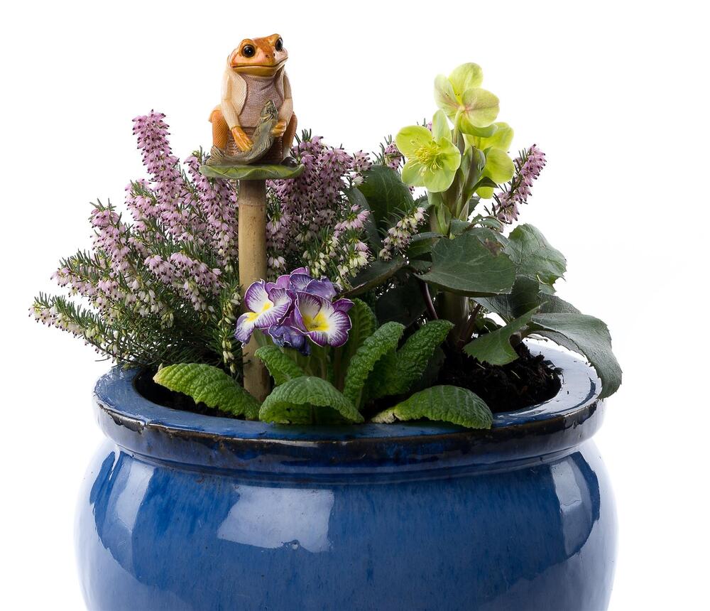 Jardinopia Cane Companion - Beatrix Potter: Mr Jeremy Fisher
