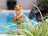 Jardinopia Cane Companion - Beatrix Potter: Mr Jeremy Fisher