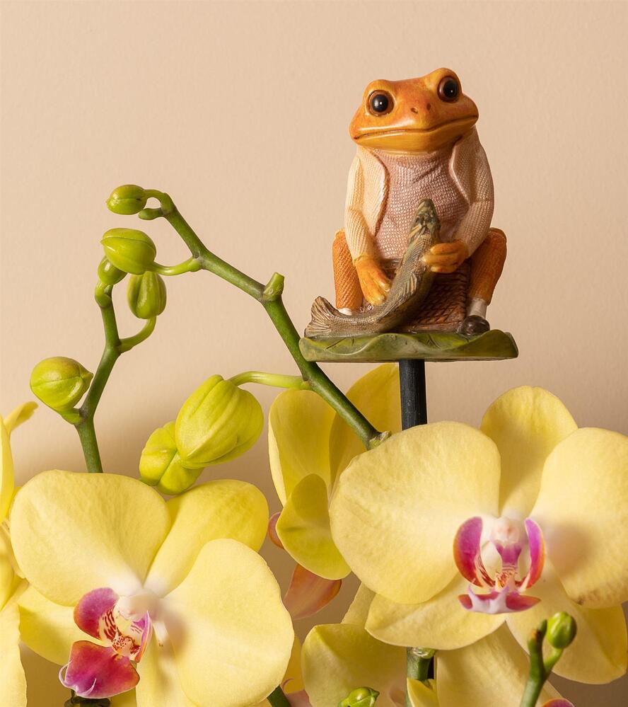 Jardinopia Cane Companion - Beatrix Potter: Mr Jeremy Fisher