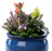 Jardinopia Cane Companion - Apple Blossom Fairies