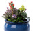 Jardinopia Cane Companion - Zinnia Fairy