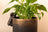 Jardinopia Pot Buddies - Antique Bronze Labrador