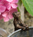Jardinopia Pot Buddies - Antique Bronze Meerkat