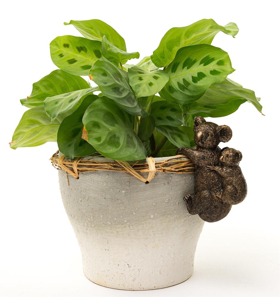 Jardinopia Pot Buddies - Antique Bronze Koala Bear & Baby
