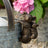 Jardinopia Pot Buddies - Antique Bronze Koala Bear & Baby