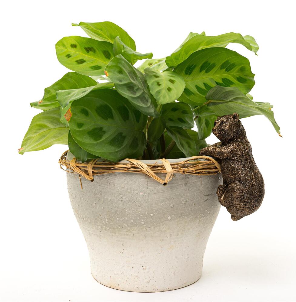 Jardinopia Pot Buddies - Antique Bronze Brown Bear