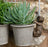 Jardinopia Pot Buddies - Antique Bronze Brown Bear