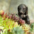 Jardinopia Pot Buddies - Antique Bronze Dachshund