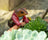 Jardinopia Pot Buddies - Beatrix Potter: Mr Jeremy Fisher