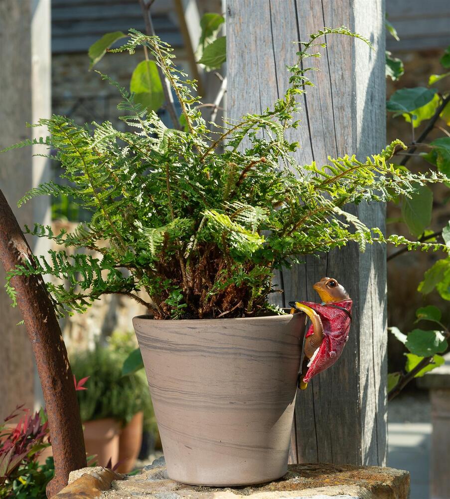 Jardinopia Pot Buddies - Beatrix Potter: Mr Jeremy Fisher