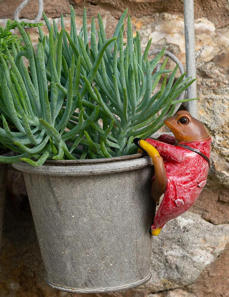 Jardinopia Pot Buddies - Beatrix Potter: Mr Jeremy Fisher