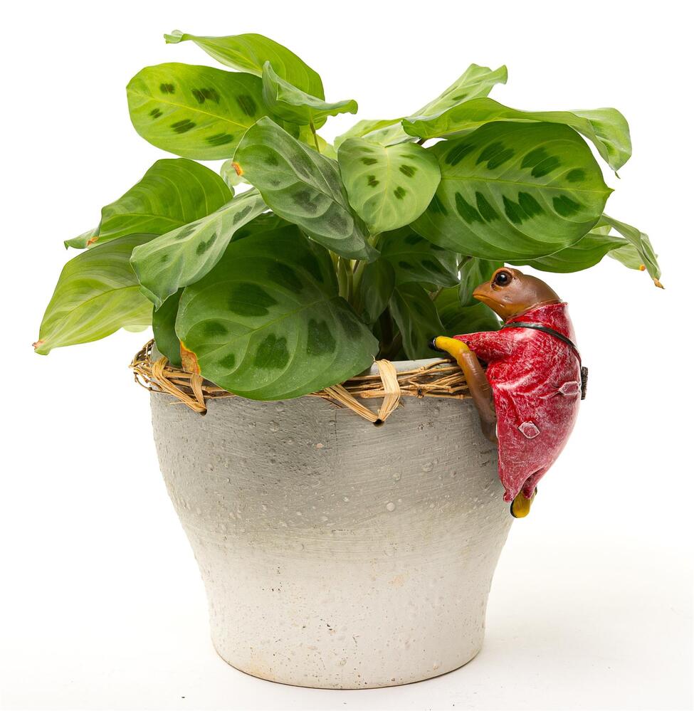 Jardinopia Pot Buddies - Beatrix Potter: Mr Jeremy Fisher