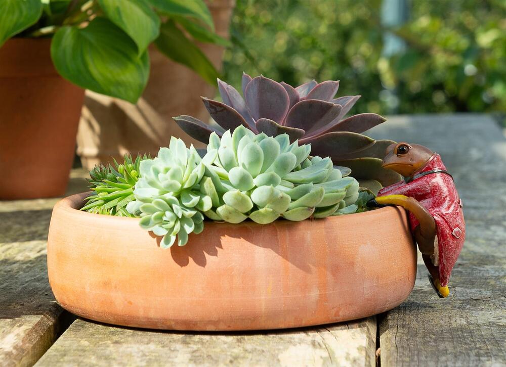 Jardinopia Pot Buddies - Beatrix Potter: Mr Jeremy Fisher