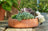Jardinopia Pot Buddies - Beatrix Potter: Mrs Tiggy-winkle