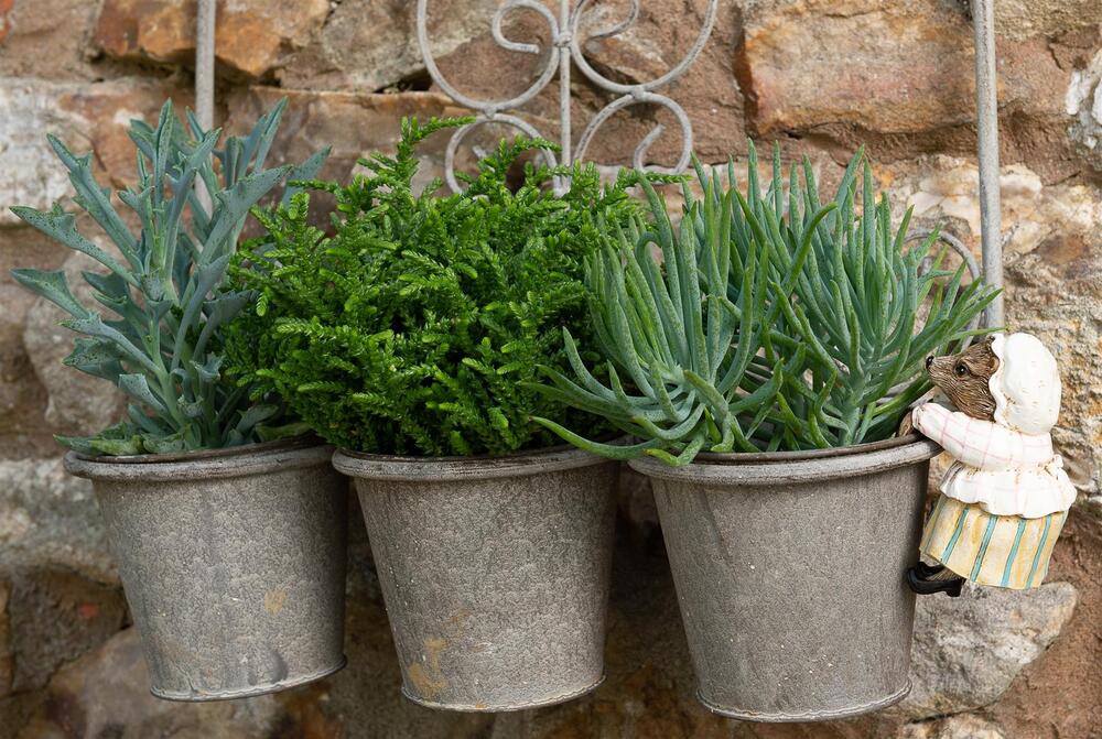Jardinopia Pot Buddies - Beatrix Potter: Mrs Tiggy-winkle