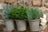 Jardinopia Pot Buddies - Beatrix Potter: Mrs Tiggy-winkle