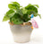 Jardinopia Pot Buddies - Beatrix Potter: Jemima Puddle-duck