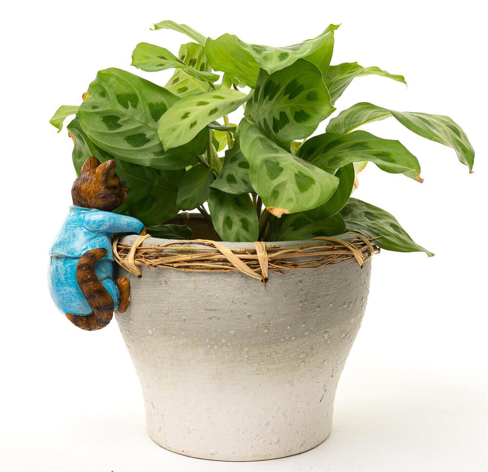 Jardinopia Pot Buddies - Beatrix Potter: Tom Kitten