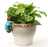 Jardinopia Pot Buddies - Beatrix Potter: Tom Kitten