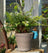 Jardinopia Pot Buddies - Beatrix Potter: Tom Kitten